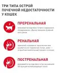 hronicheskaja-pochechnaja-nedostatochnost-u-koshek