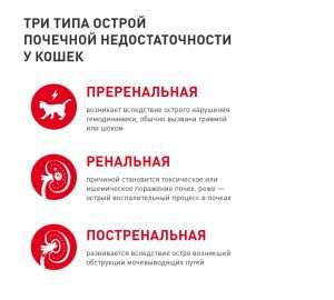 hronicheskaja-pochechnaja-nedostatochnost-u-koshek