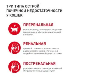 hronicheskaja-pochechnaja-nedostatochnost-u-koshek