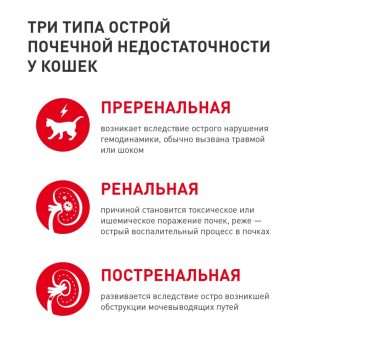 hronicheskaja-pochechnaja-nedostatochnost-u-koshek