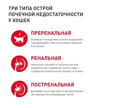 hronicheskaja-pochechnaja-nedostatochnost-u-koshek