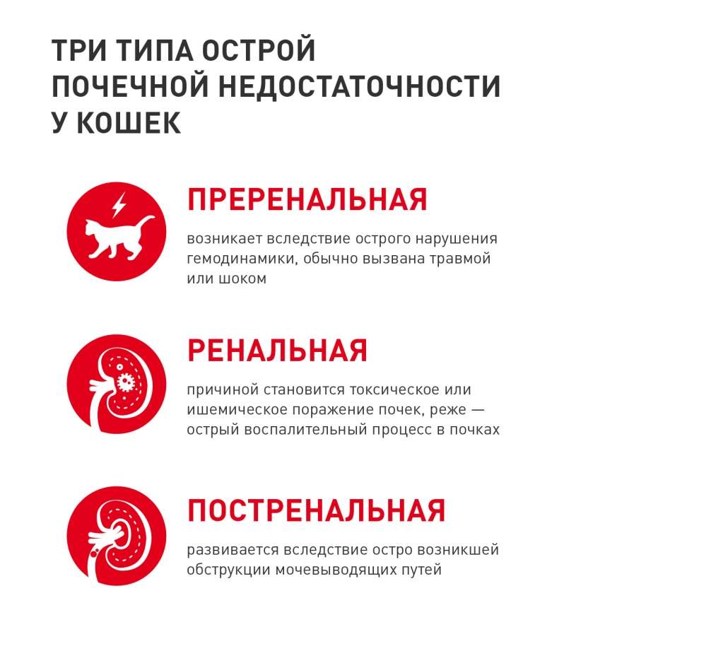 hronicheskaja-pochechnaja-nedostatochnost-u-koshek